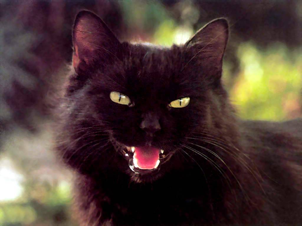 Gatti (123)